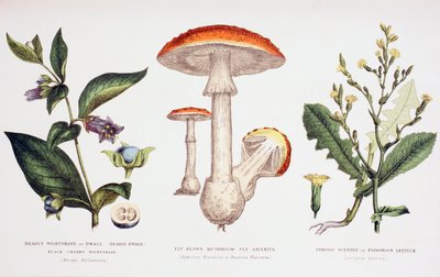 Common Poisonous Plants by English School
